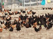 高云翔案女主被曝想轻生，但仍相信法律公正，想看到被告受到制裁