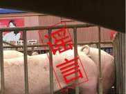 邓伦采访澄清关系,7字回应让人揪心,网友:杨紫要淡定!