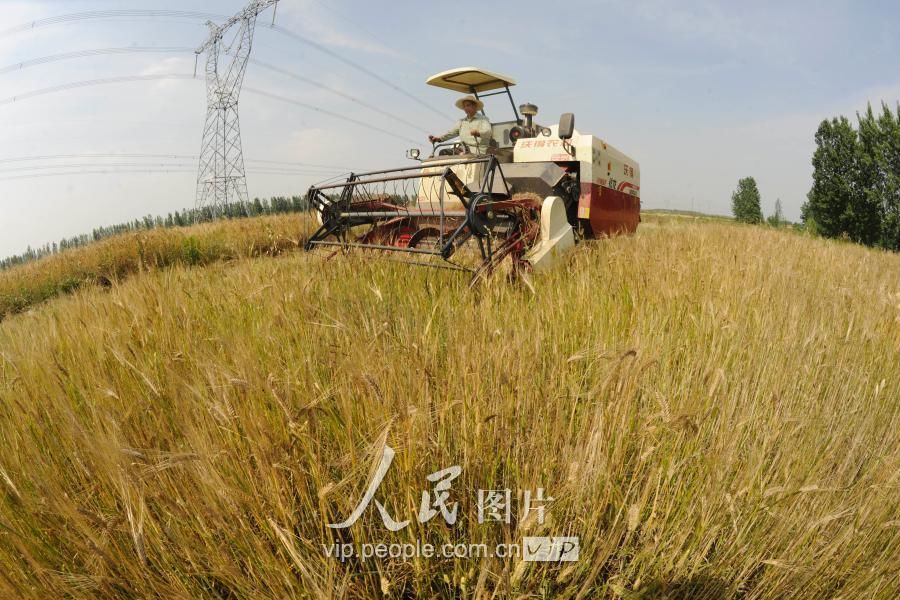 湖北襄阳:夏收开镰