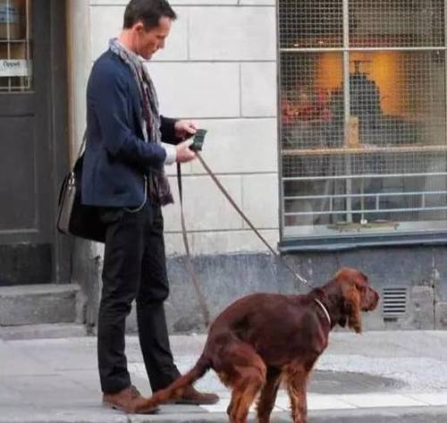 国家关于小区养狗规定