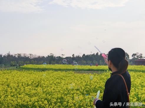 好多泉州人都挤着去的这片油菜花田，你还没去看？