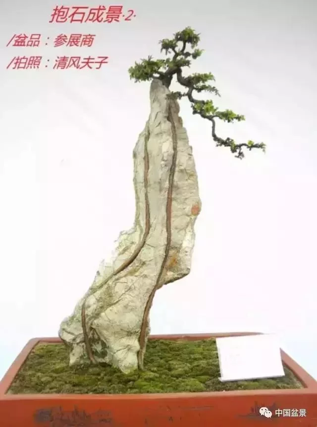 欣赏典雅新奇抱石盆景,学习抱石盆景制作技巧 - 武汉老徐 - 武汉老徐的博客 欣赏典雅新奇抱石盆景,学习抱石盆景制作技巧 - 武汉老徐 - 武汉老徐的博客