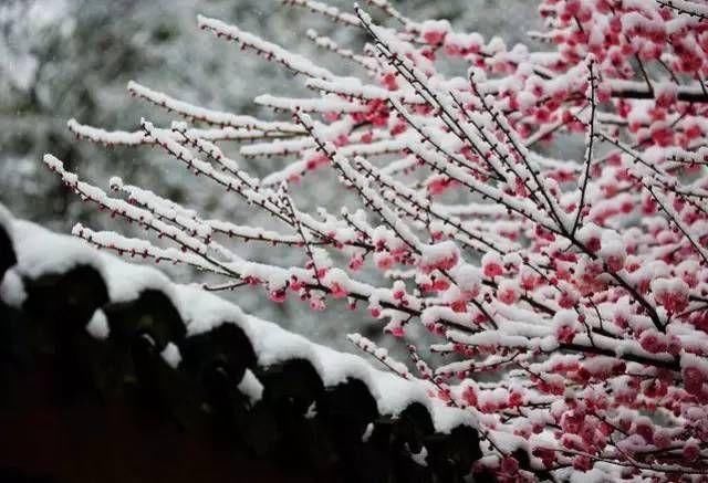 墙角的梅,在冬雪里傲然开放,让冬日里都有了喜庆的色彩.