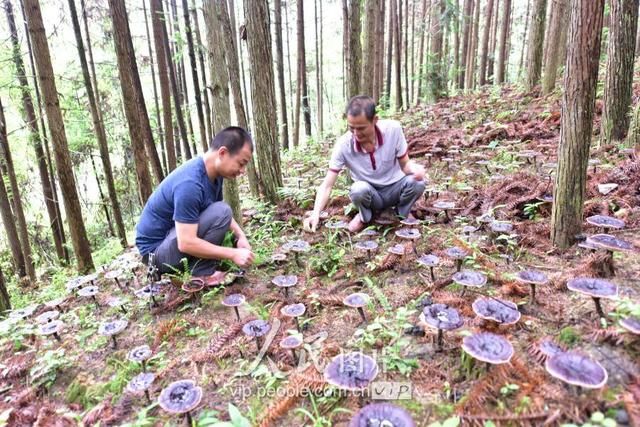 江西全南：仿野生种植灵芝助推农民脱贫致富