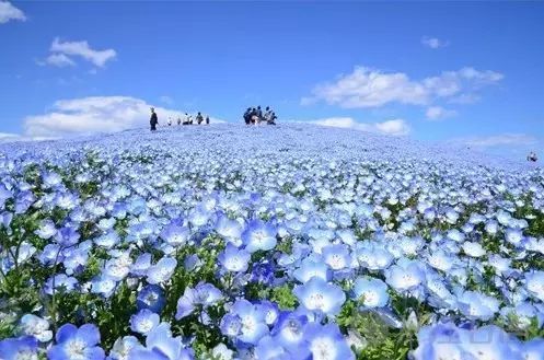 日本旅游:春夏秋冬分别应该去哪里玩?