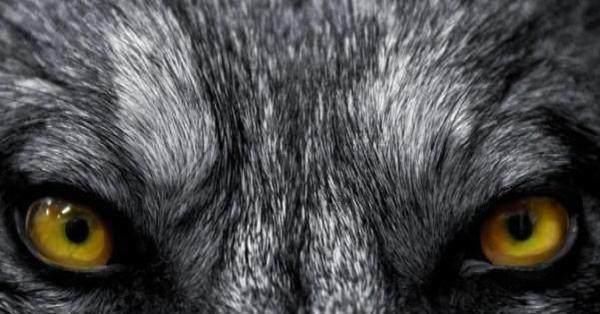 心理学:4匹狼,哪一匹最凶猛?测你预测危机的能