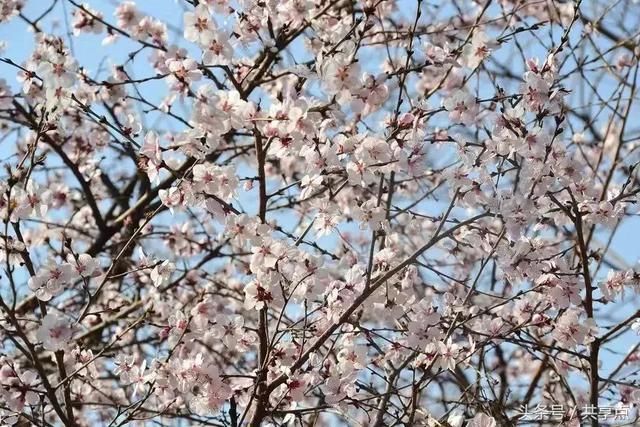 三生三世何处觅？十里桃花南太行！3月踏青太行秋沟赏桃花