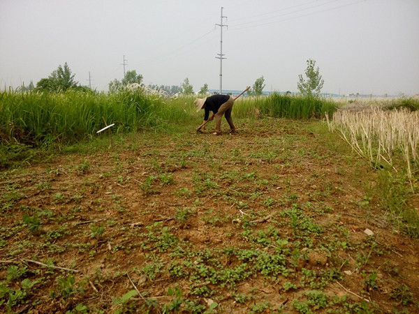 黄豆地里杂草丛生，这不是打草药就能轻松解决的