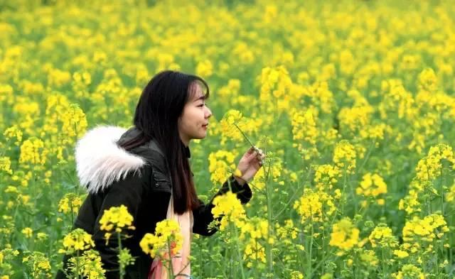 全部免费看!成都郊区7处油菜花海相继绽放,最大的竟有10万亩!