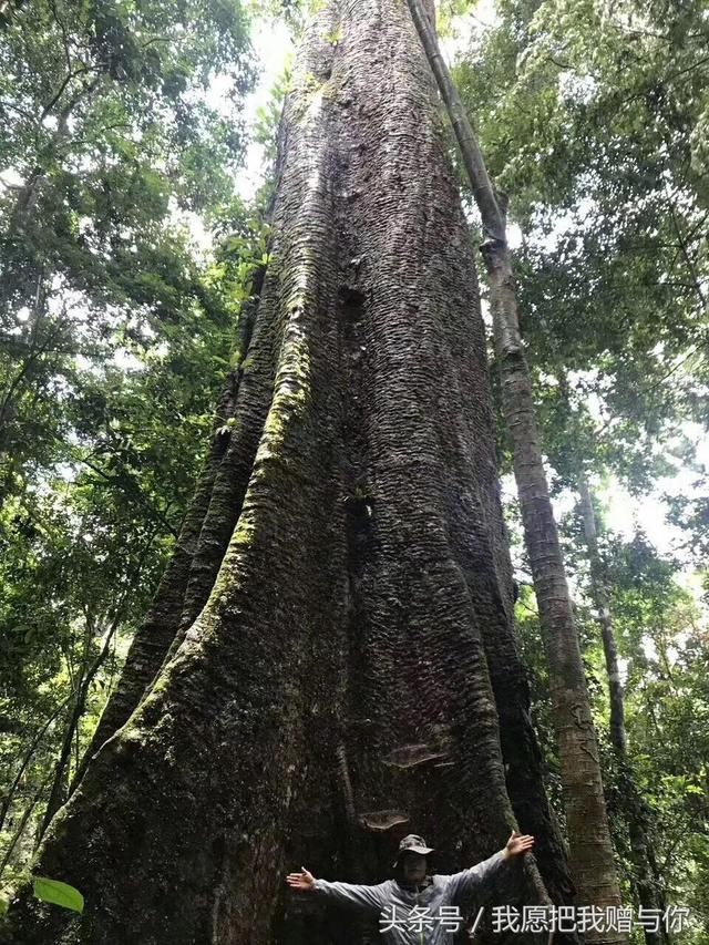 山东富豪远赴非洲，购入3000年名木，做成绝美大板被博物馆看中！