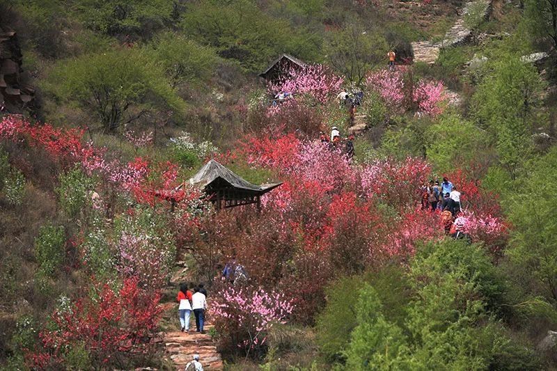 不负春光 | 河北竟私藏着这么多桃花林，就等花开了