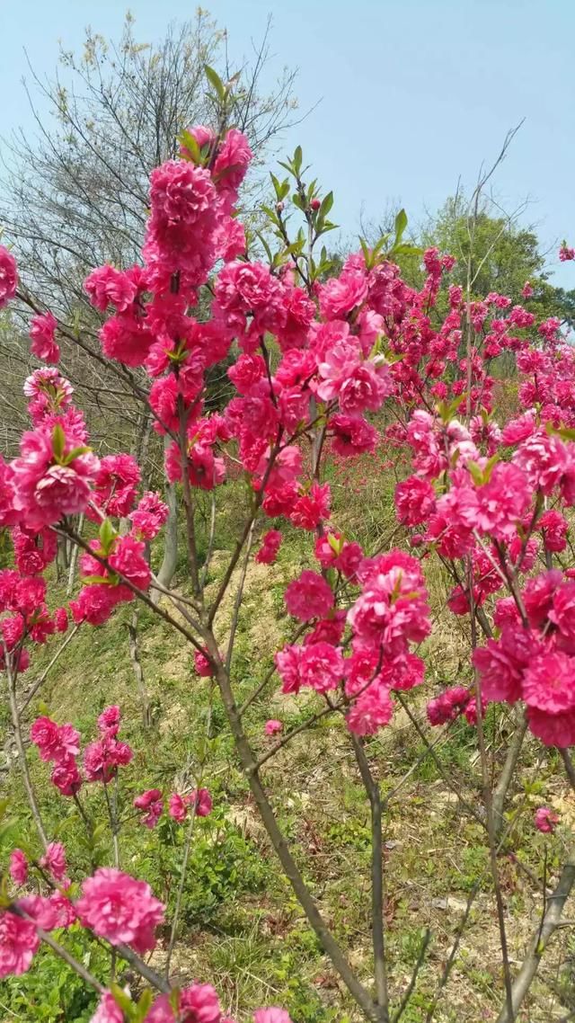 龙门花海 赏花之旅