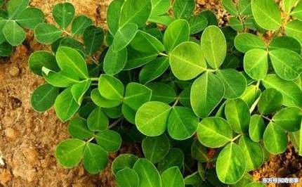 农村遍地的花生叶,有哪些药用价值?