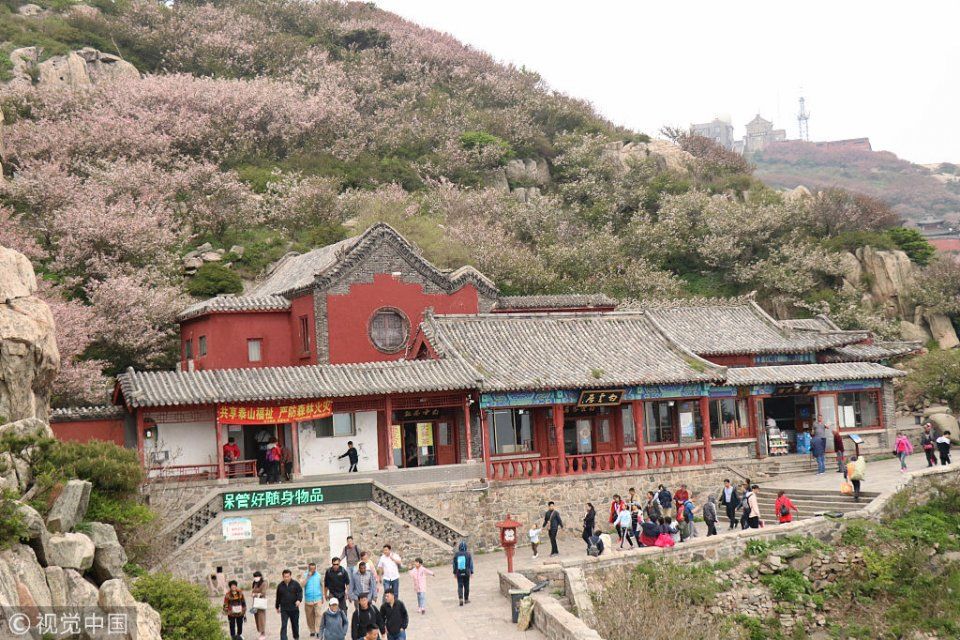 【独家】山东泰安：海棠花开映泰山 漫山遍野如梦似幻