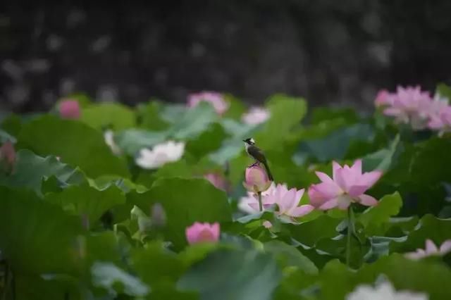 中山夏季的荷塘景色现在是最美的