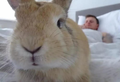 有了一只兔子后,感觉自己突然变成了小三,男友