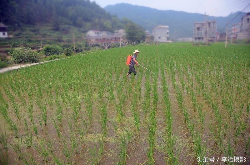 贵州黔东南:夏至临近农事忙 确保秋粮丰产增收