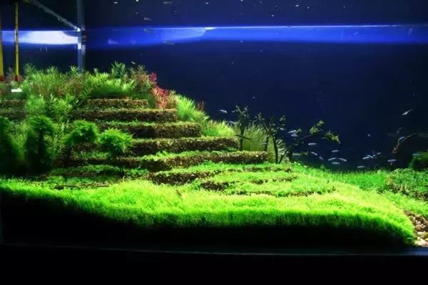 10种鱼缸造景风格分析-水草缸