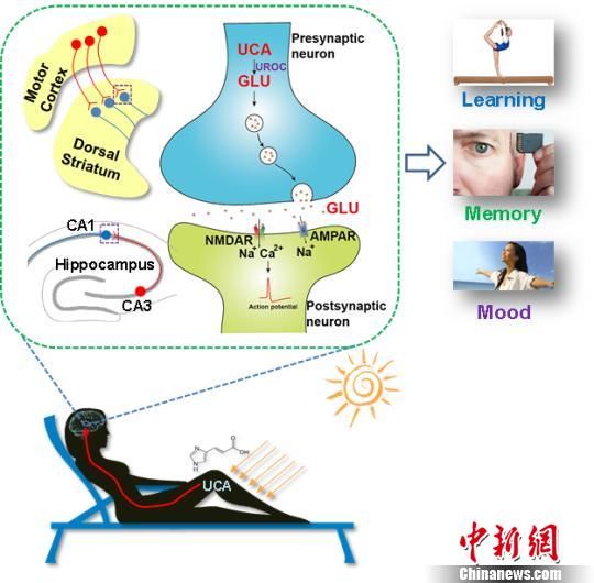 中国科大研究新发现:晒太阳可改善记忆
