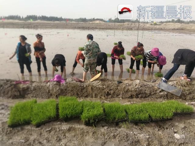 袁隆平海水稻插秧喀什 盐碱地上生机盎然