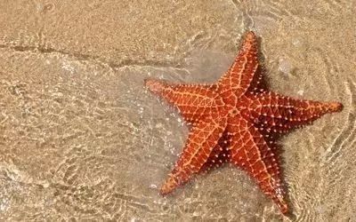 海南渔民整理的海鲜大全 ，以后不怕不认识海鲜了，赶紧收藏!