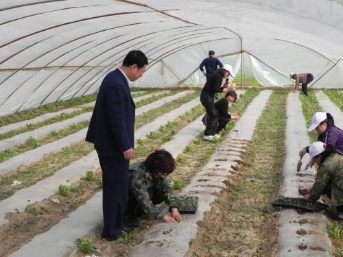 西瓜种植技术全过程的视频 t01021e466e439845da.jpg