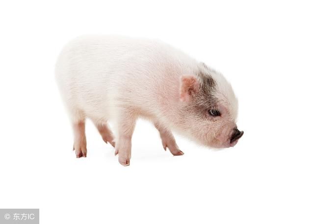 生肖猪:6月中旬迎头彩，8方纳财，10方富贵，不接不灵!