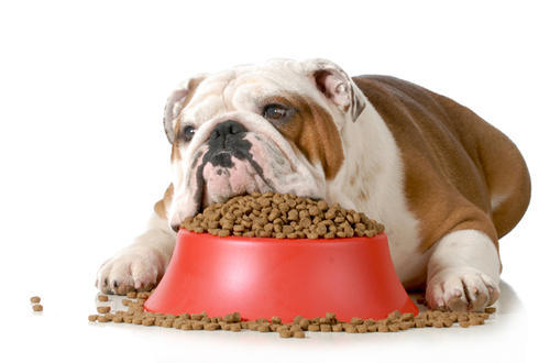 什么是狗狗的胃胀气?