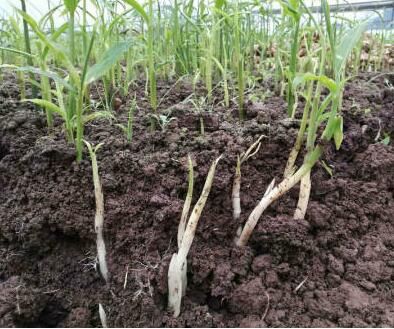 反季节种姜,老姜嫩姜相互依托,共筑致富路