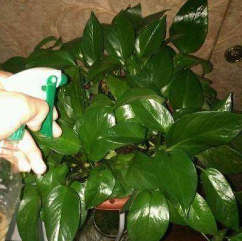 绿萝吊兰死活不长,1种液体2种浇法,3天之后叶