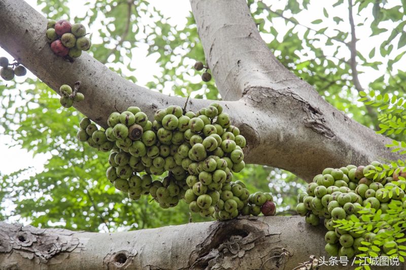 这是热带植物中的一种，树干上长出了密密麻麻的果实，你认识么?