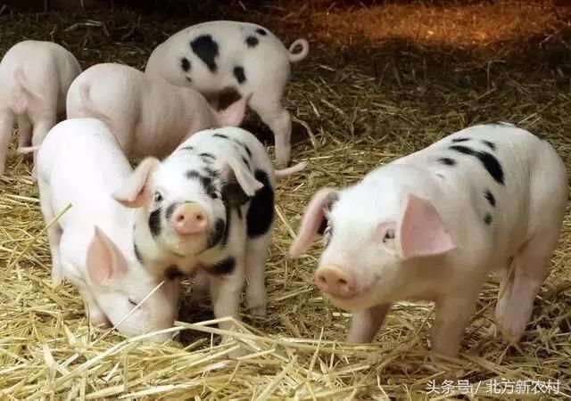 养猪户快看,预计本周生猪、仔猪价格都要降!