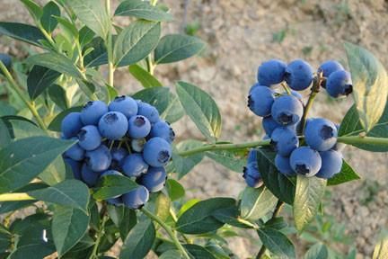 酸甜可口!武汉这几个摘蓝莓的好去处,农家乐、