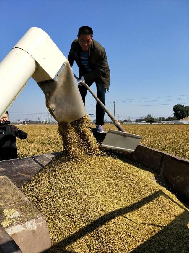 不黑不吹，这波旱稻值得种植，种地大户值得一试