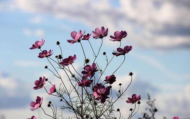 智商高，情商更高，三大生肖，看一下你身边有没有这样的高人