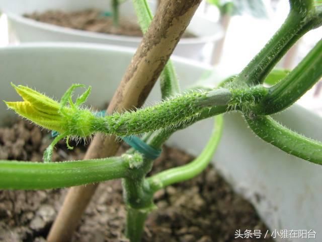 春季种盆栽黄瓜,一个小窍门,每节都有瓜,天天有的摘