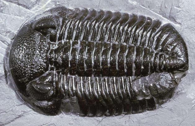 地球地质年代编年史,至少有一个妇孺皆知的地