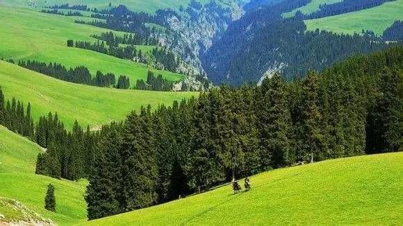 中国最美的森林，你最想去哪一个？