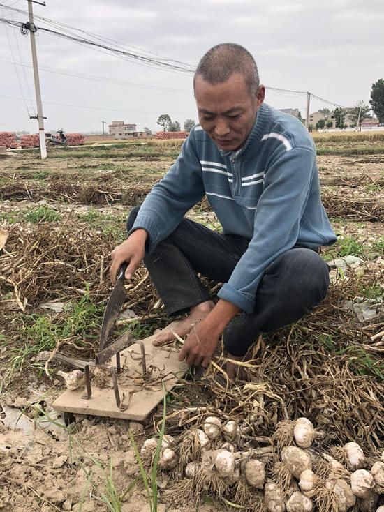 别再炒作!开封蒜农希望大蒜价格回归正常轨道
