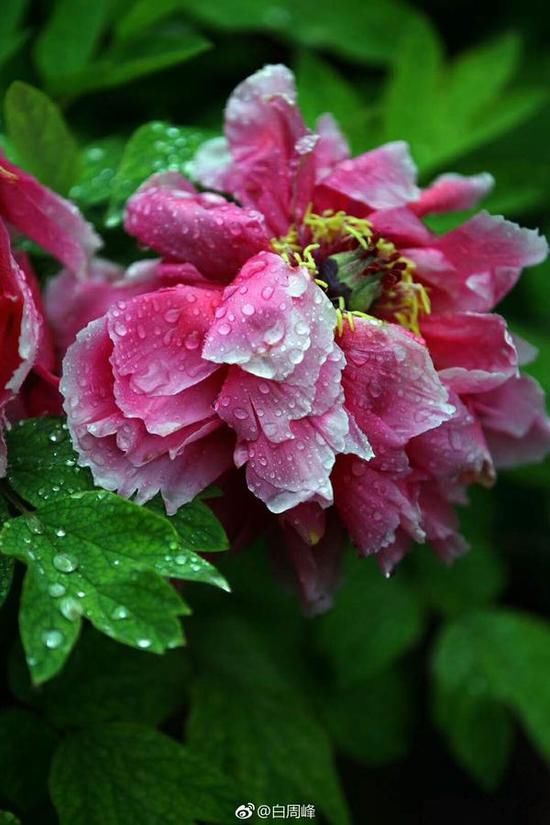 气温倒降雨要下大! 河南这些城市局地暴雨