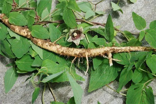 人参、党参、太子参都是补药,其中区别很多人却傻傻分不清!