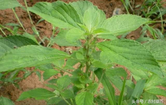 见过这些野菜的都是正儿八经的农村人，要是吃过一半以上我真心服