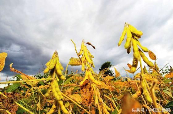 南非降雨与阿根廷生长条件十年最差，非典型拉尼娜还会怎样闹腾？