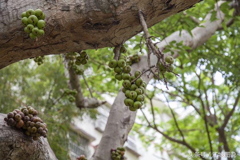 这是热带植物中的一种，树干上长出了密密麻麻的果实，你认识么?