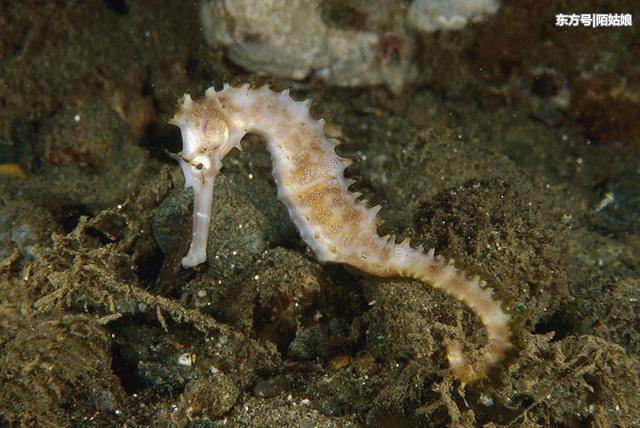 海马的功效与作用及食用方法,太好了