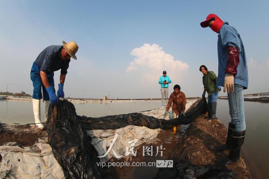 江苏连云港:盐田夏管保丰收