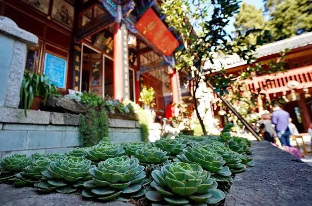 中国最美的尼姑庵，不烧香只种花，韩红也慕名而来！