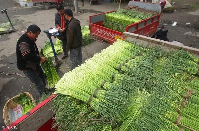 杰哥观市：大蒜一周价格行情 库蒜压力大 蒜农今年普遍入不敷出