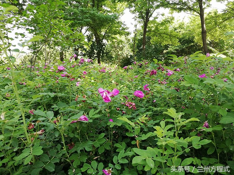 来兰州旅游 安宁这个地方一定不虚此行 这儿的