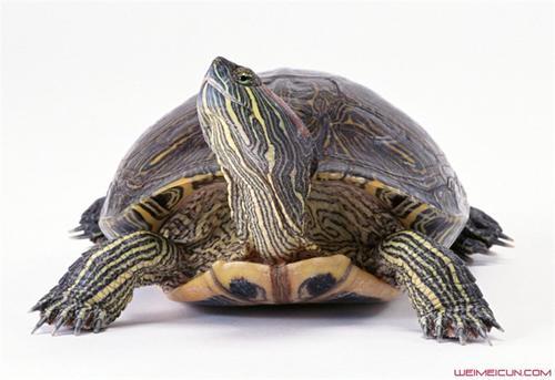 乌龟吃什么食物 有个说法养龟为什么不能养双